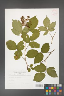 Rubus hirtus [KOR 30457]