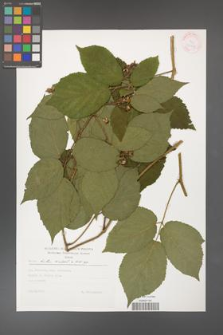 Rubus hirtus [KOR 30448]