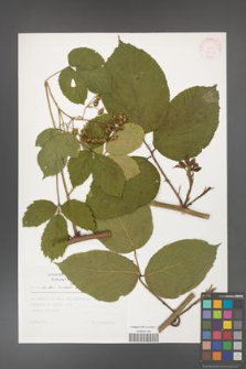 Rubus hirtus [KOR 30452]