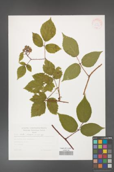 Rubus hirtus [KOR 30453]