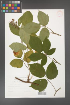 Rubus hirtus [KOR 30454]