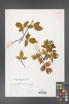 Rubus hirtus [KOR 39758]
