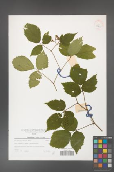 Rubus hirtus [KOR 39737]