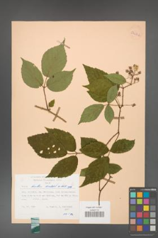 Rubus hirtus [KOR 54002]