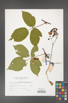 Rubus hirtus [KOR 39774]