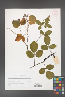Rubus hirtus [KOR 38967]