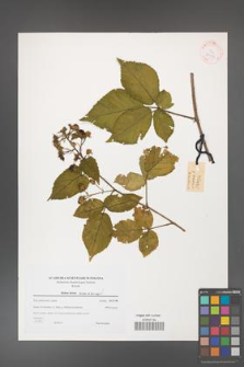 Rubus hirtus [KOR 38952]