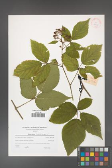 Rubus hirtus [KOR 38924]