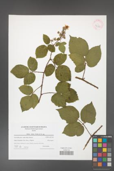 Rubus hirtus [KOR 42363]
