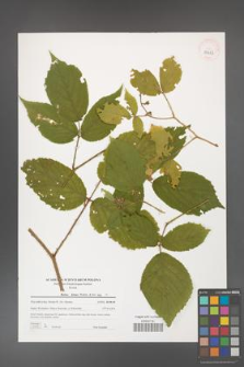 Rubus hirtus [KOR 39633]