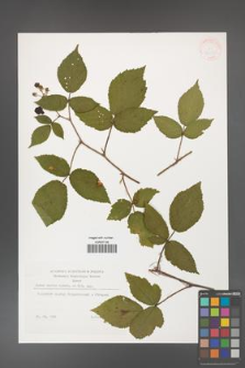 Rubus hirtus [KOR 38337]
