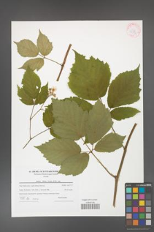 Rubus hirtus [KOR 42376]