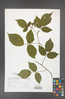 Rubus hirtus [KOR 41557]