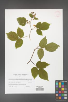 Rubus hirtus [KOR 42042]