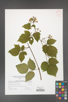 Rubus hirtus [KOR 41541]