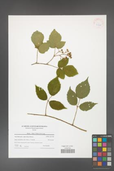 Rubus hirtus [KOR 41540]