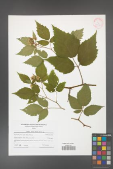 Rubus hirtus [KOR 41556]