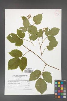 Rubus hirtus [KOR 41553]