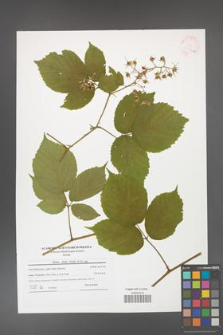 Rubus hirtus [KOR 41556a]