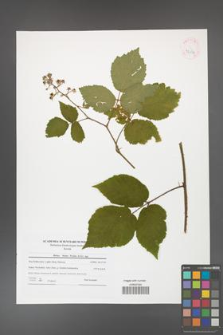 Rubus hirtus [KOR 42034]