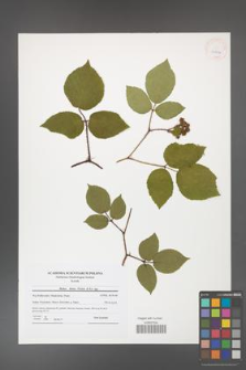 Rubus hirtus [KOR 41804]