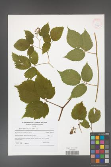 Rubus hirtus [KOR 41588]