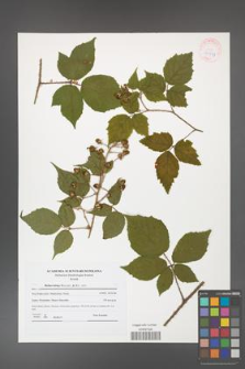 Rubus hirtus [KOR 41587]