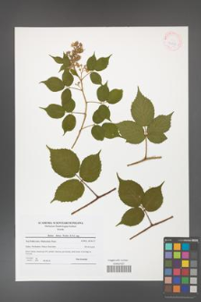 Rubus hirtus [KOR 41800]