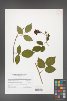Rubus hirtus [KOR 41827]