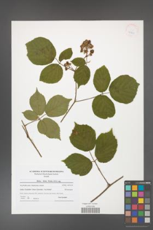 Rubus hirtus [KOR 41821]