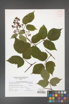 Rubus hirtus [KOR 41819]