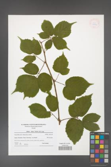 Rubus hirtus [KOR 41799]