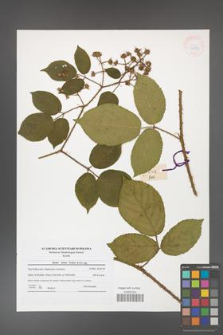 Rubus hirtus [KOR 41811]