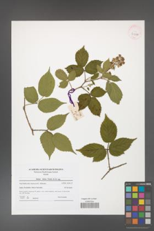 Rubus hirtus [KOR 41596]
