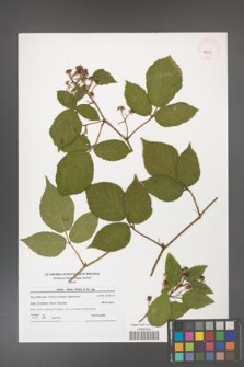 Rubus hirtus [KOR 41080]