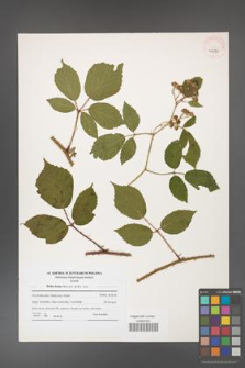 Rubus hirtus [KOR 41270]