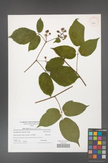 Rubus hirtus [KOR 41271]