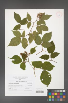 Rubus hirtus [KOR 41798]