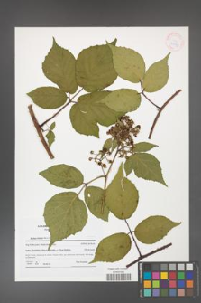 Rubus hirtus [KOR 41591]