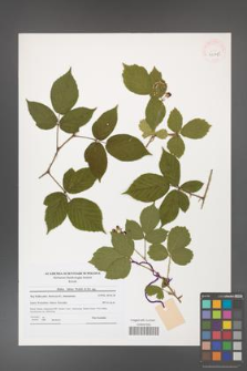 Rubus hirtus [KOR 41195]