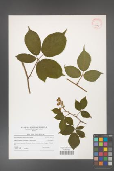 Rubus hirtus [KOR 40623]