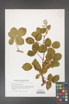 Rubus hochstetterorum [KOR 46282]