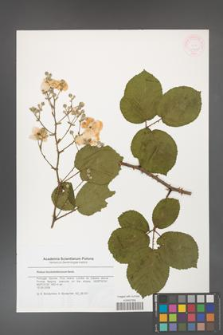 Rubus hochstetterorum [KOR 46280]