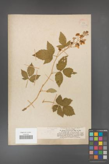 Rubus hypomallos [KOR 18471a]