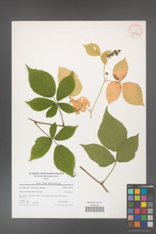 Rubus hirtus [KOR 40992]