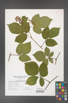 Rubus hirtus [KOR 41256]