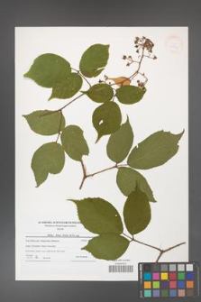 Rubus hirtus [KOR 41257]
