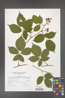 Rubus hirtus [KOR 41235]