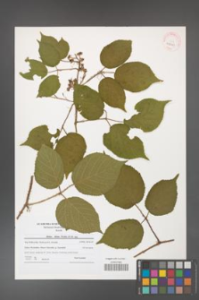 Rubus hirtus [KOR 41021]
