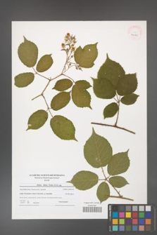 Rubus hirtus [KOR 41022]